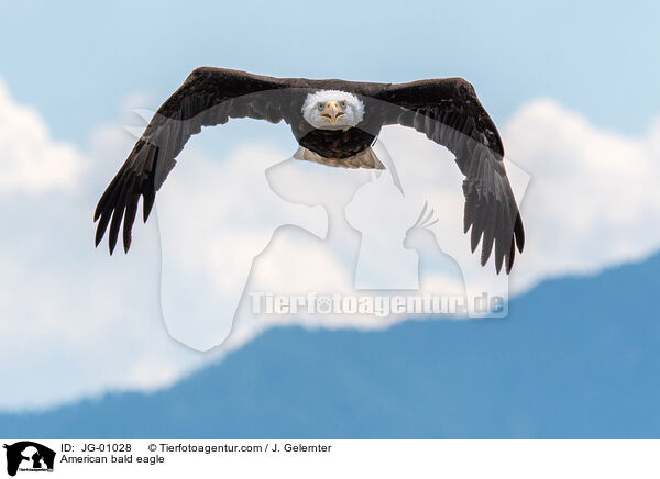 Weikopfseeadler / American bald eagle / JG-01028