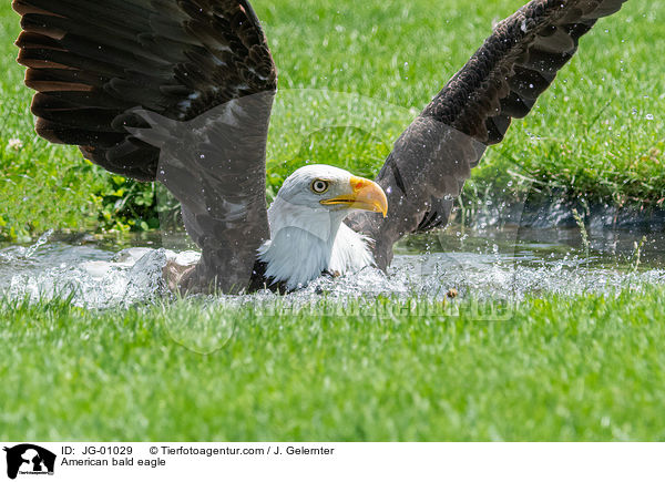 American bald eagle / JG-01029