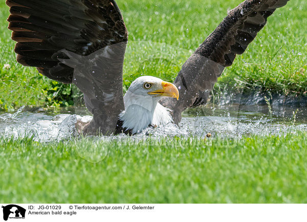 Weikopfseeadler / American bald eagle / JG-01029