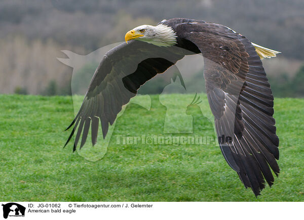 Weikopfseeadler / American bald eagle / JG-01062