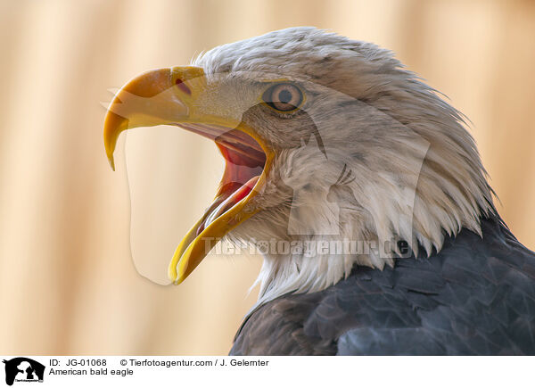 Weikopfseeadler / American bald eagle / JG-01068