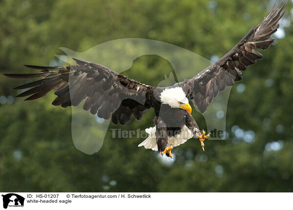 Weikopfseeadler / white-headed eagle / HS-01207