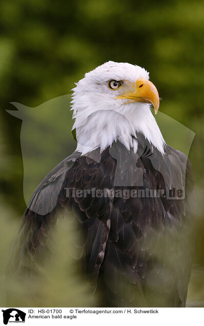 Weikopfseeadler / American bald eagle / HS-01700