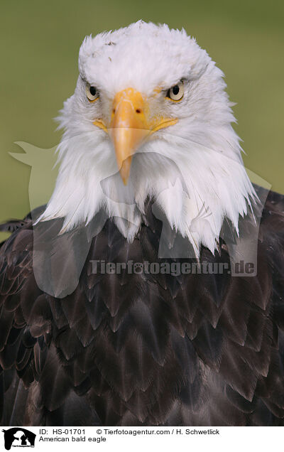 American bald eagle / HS-01701