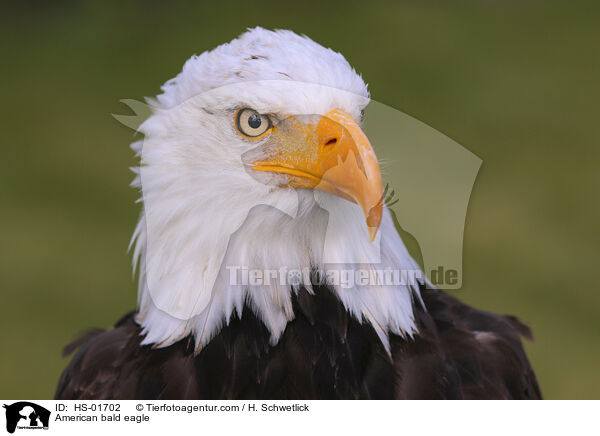 American bald eagle / HS-01702