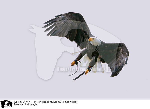 Weikopfseeadler / American bald eagle / HS-01717