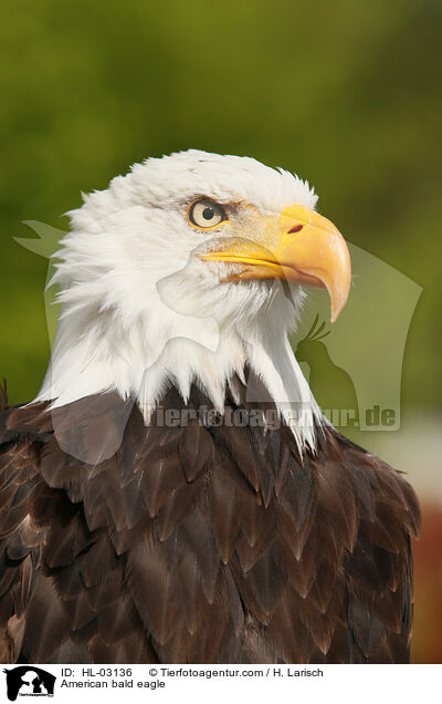American bald eagle / HL-03136