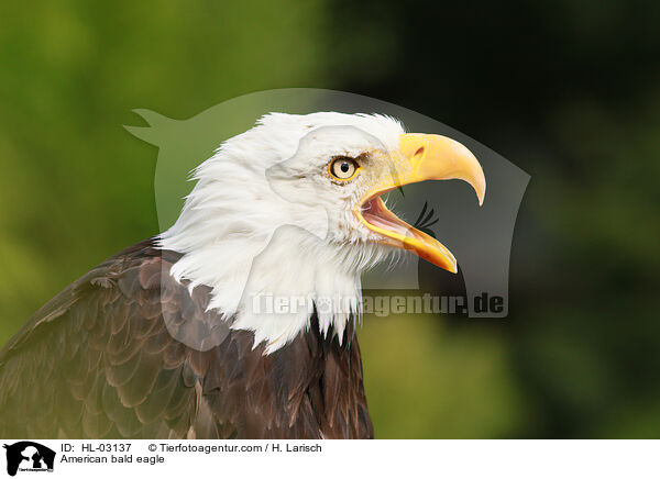 American bald eagle / HL-03137