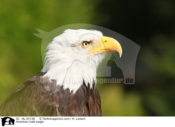 Weikopfseeadler / American bald eagle / HL-03138