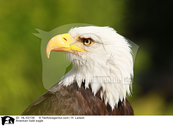 Weikopfseeadler / American bald eagle / HL-03139