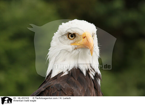 Weikopfseeadler / American bald eagle / HL-03143