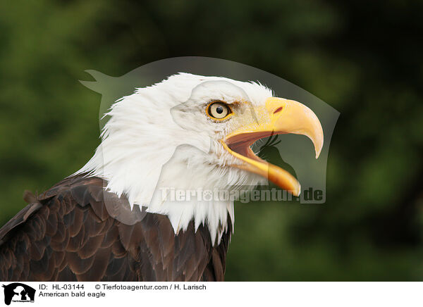 American bald eagle / HL-03144