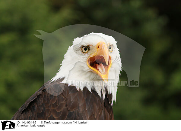 American bald eagle / HL-03145