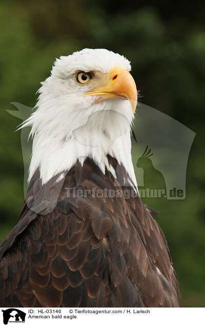 Weikopfseeadler / American bald eagle / HL-03146