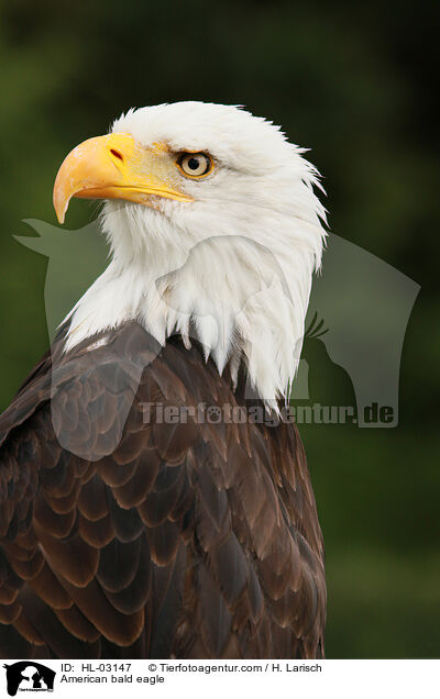 American bald eagle / HL-03147