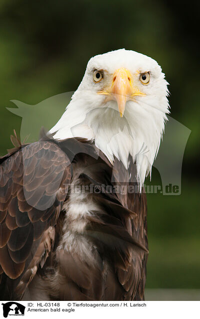 American bald eagle / HL-03148