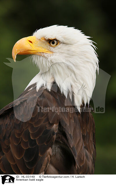Weikopfseeadler / American bald eagle / HL-03149