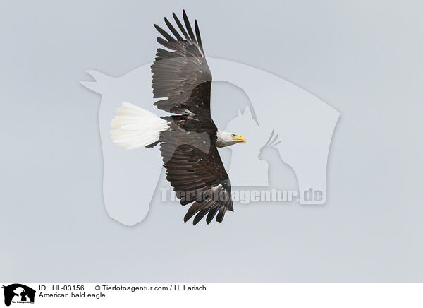 Weikopfseeadler / American bald eagle / HL-03156