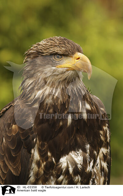 American bald eagle / HL-03358