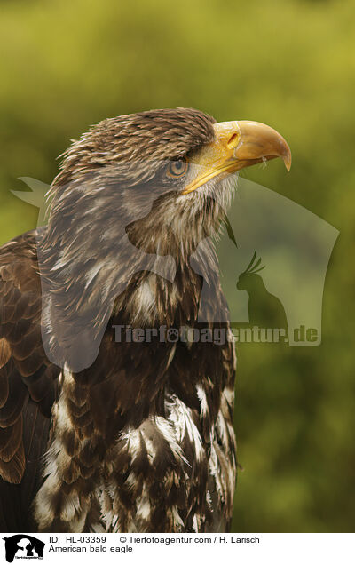Weikopfseeadler / American bald eagle / HL-03359