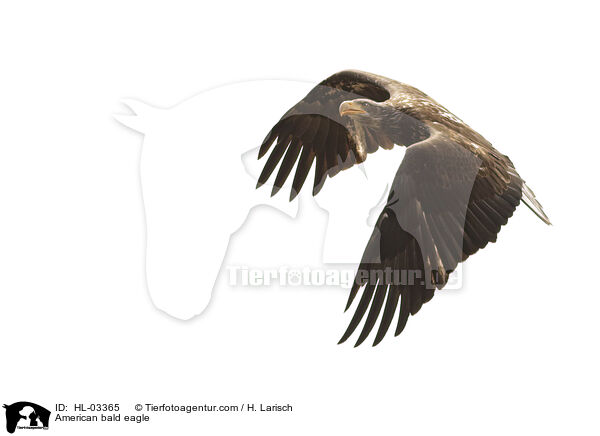 Weikopfseeadler / American bald eagle / HL-03365