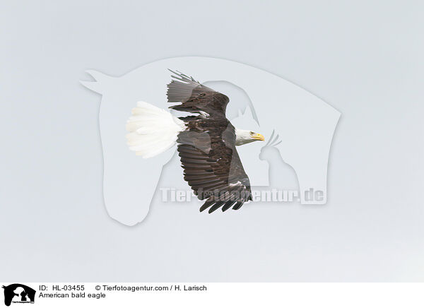 Weikopfseeadler / American bald eagle / HL-03455