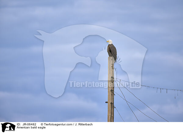 Weikopfseeadler / American bald eagle / JR-06482