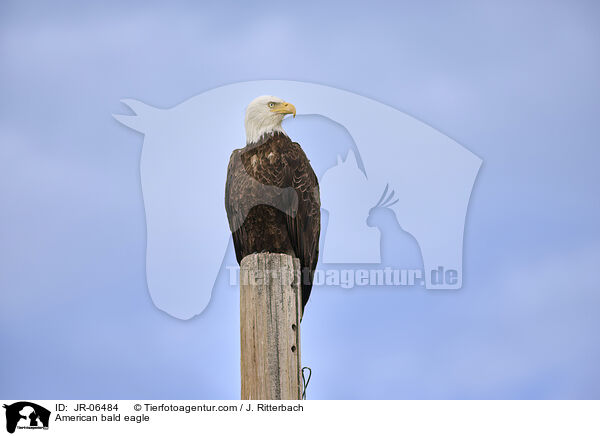 American bald eagle / JR-06484