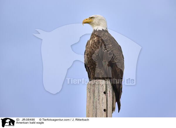 Weikopfseeadler / American bald eagle / JR-06486