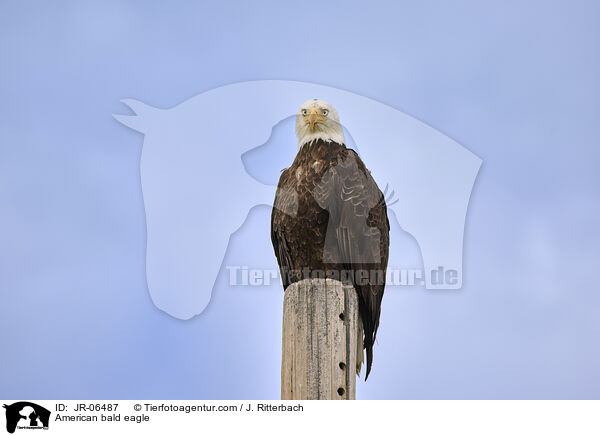 American bald eagle / JR-06487