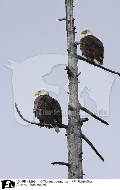 Weikopfseeadler / American bald eagles / FF-14296
