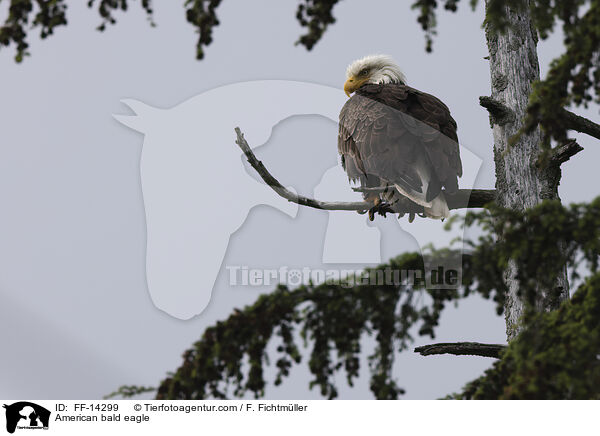Weikopfseeadler / American bald eagle / FF-14299