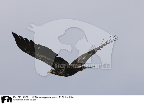 Weikopfseeadler / American bald eagle / FF-14302
