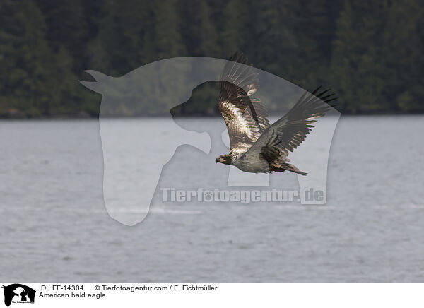 American bald eagle / FF-14304