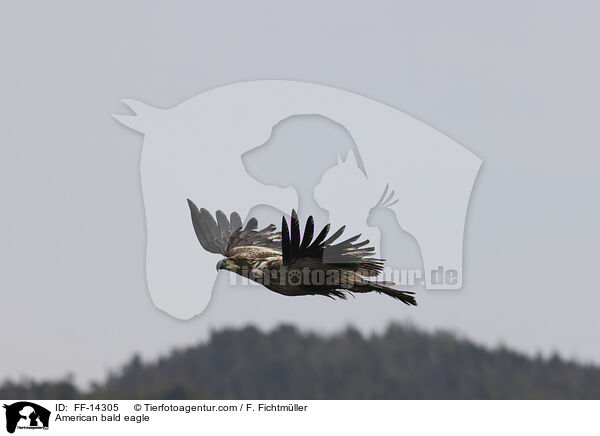 American bald eagle / FF-14305