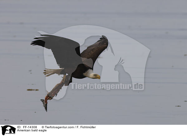 American bald eagle / FF-14308