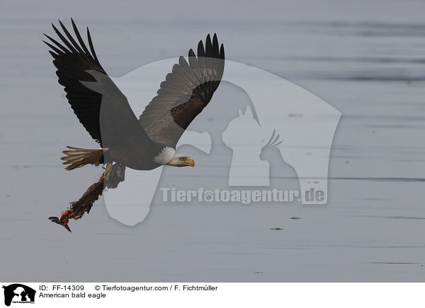 Weikopfseeadler / American bald eagle / FF-14309