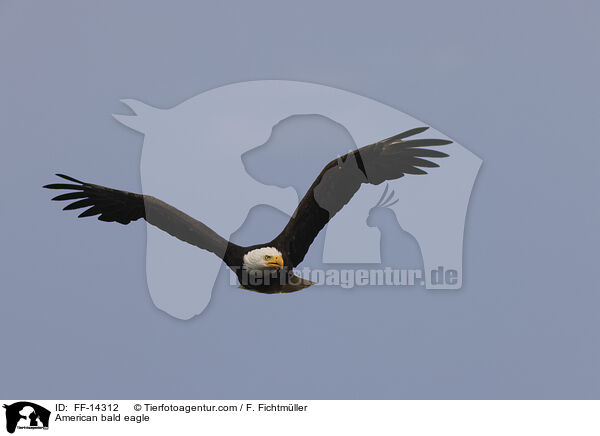 Weikopfseeadler / American bald eagle / FF-14312