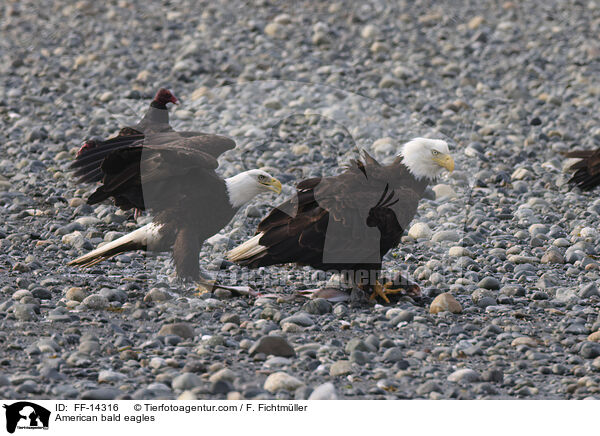 American bald eagles / FF-14316