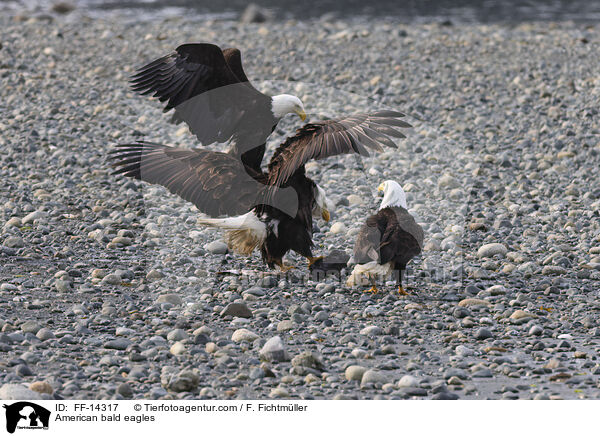 Weikopfseeadler / American bald eagles / FF-14317