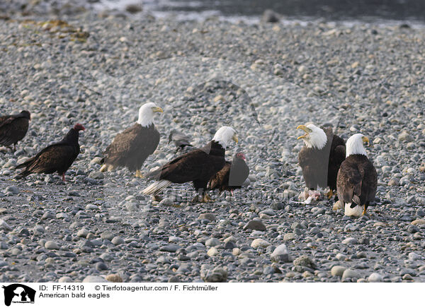 Weikopfseeadler / American bald eagles / FF-14319