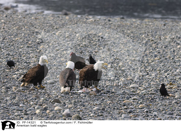 Weikopfseeadler / American bald eagles / FF-14321