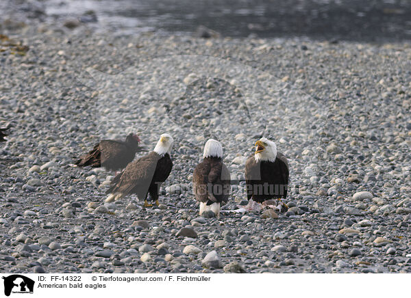 Weikopfseeadler / American bald eagles / FF-14322