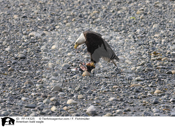 Weikopfseeadler / American bald eagle / FF-14325