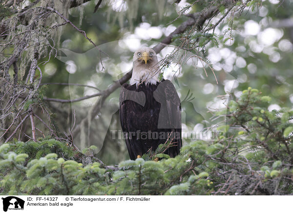 American bald eagle / FF-14327