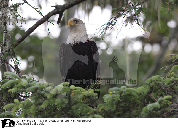 American bald eagle / FF-14328