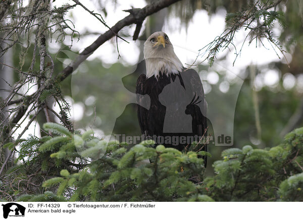 Weikopfseeadler / American bald eagle / FF-14329