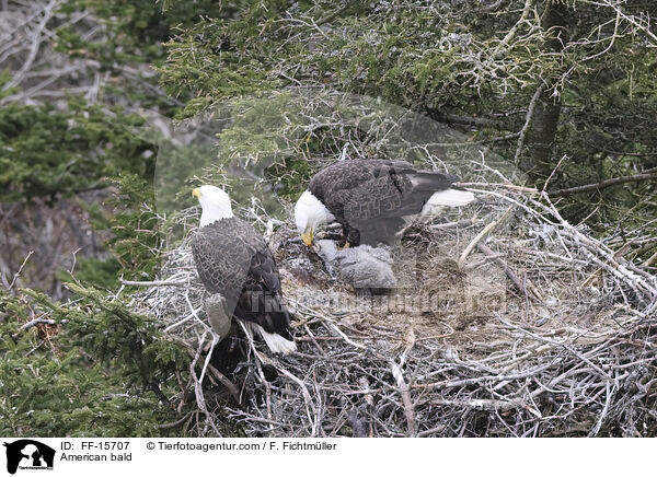 Weikopfseeadler / American bald / FF-15707