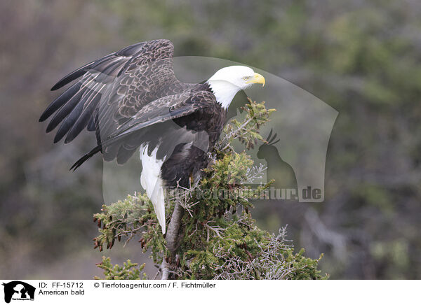 Weikopfseeadler / American bald / FF-15712