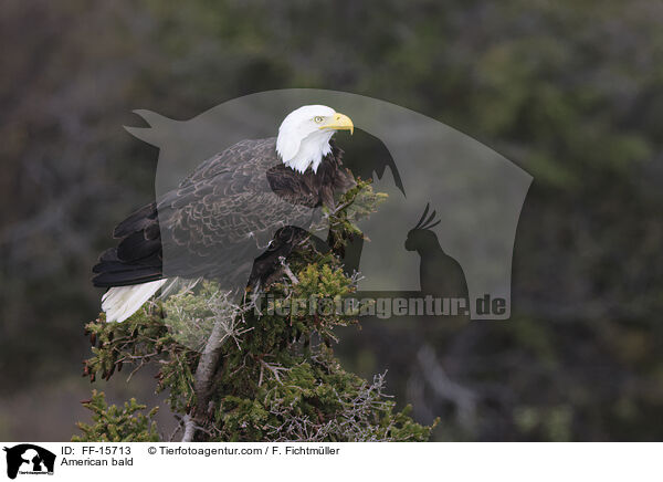 Weikopfseeadler / American bald / FF-15713